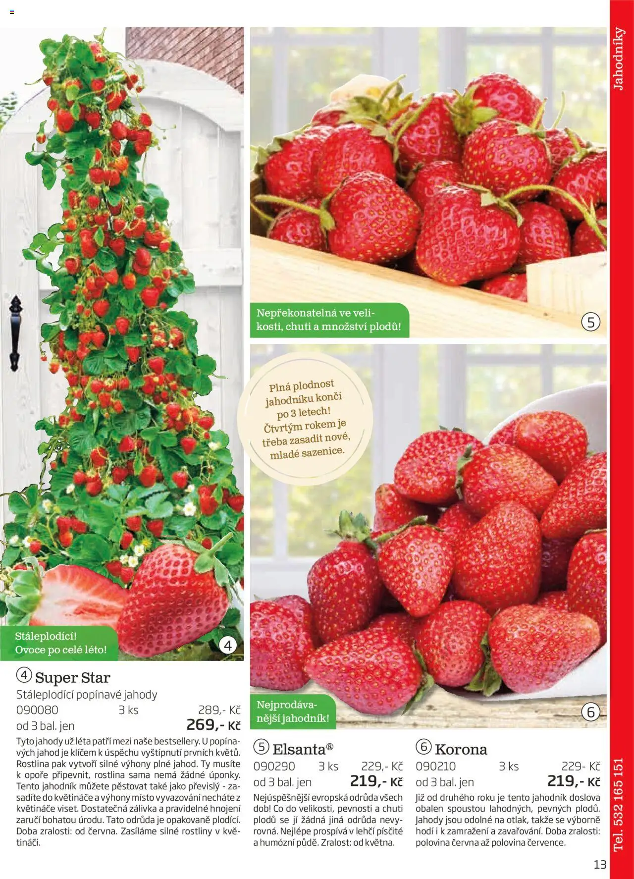 Starkl katalog podzim 2025 od 01.08.2025 | Strana: 13 | Produkty: Ovoce, Květináče, Jahody, Rostliny