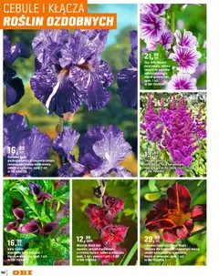 Pogląd oferty "OBI gazetka - Ogród" - ważna od 11.03.2026 | Strona: 102 | Produkty: Kwiaty, Cebule