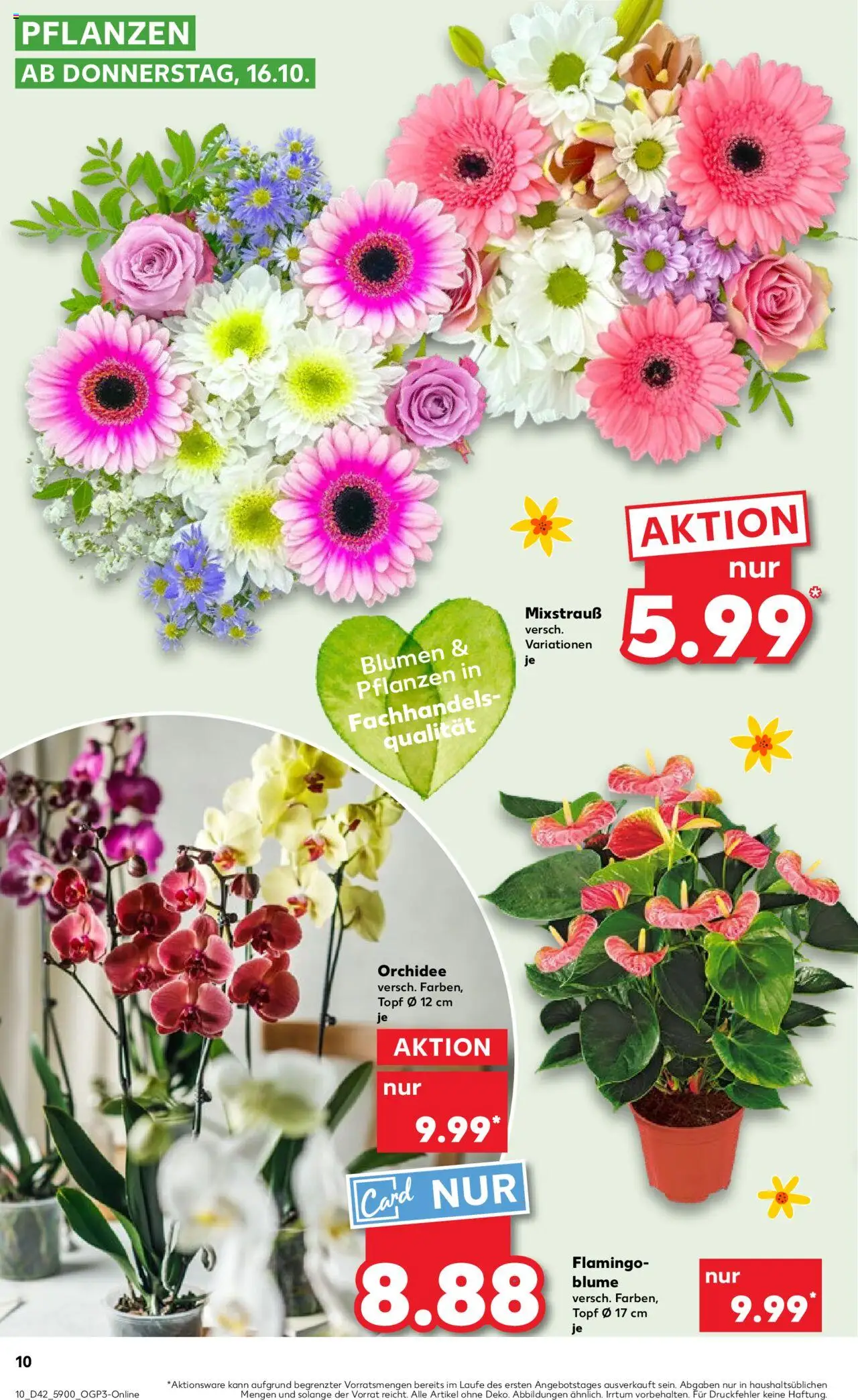 Kaufland prospekt Frankfurt (Oder)	 – gültig ab 19.10.2025 | Seite: 10 | Produkte: Orchidee, Blumen