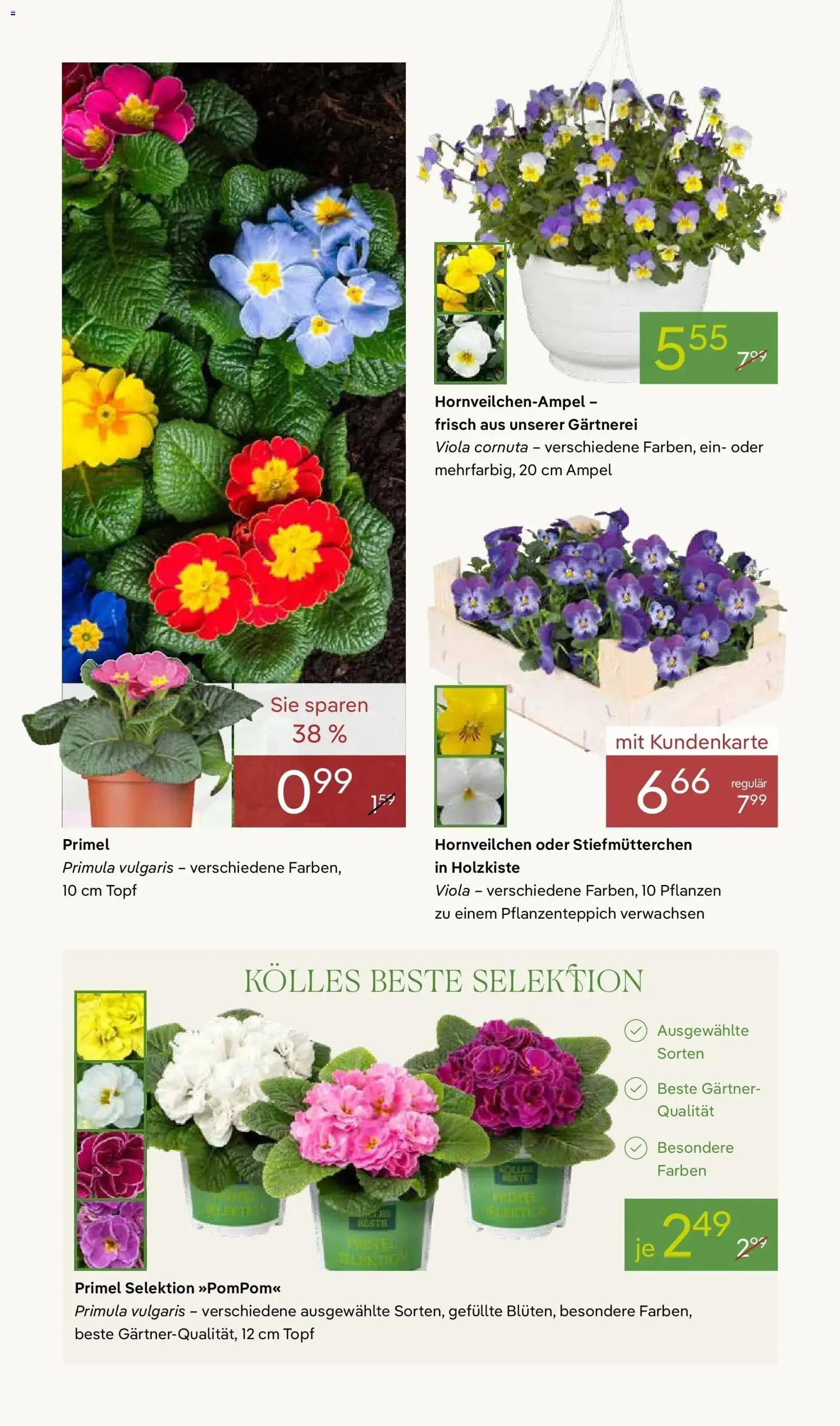 Pflanzen-Kölle - Pflanzen-Kölle: Weltfrauentag – gültig ab 02.03.2026 | Seite: 4 | Produkte: Stiefmutterchen