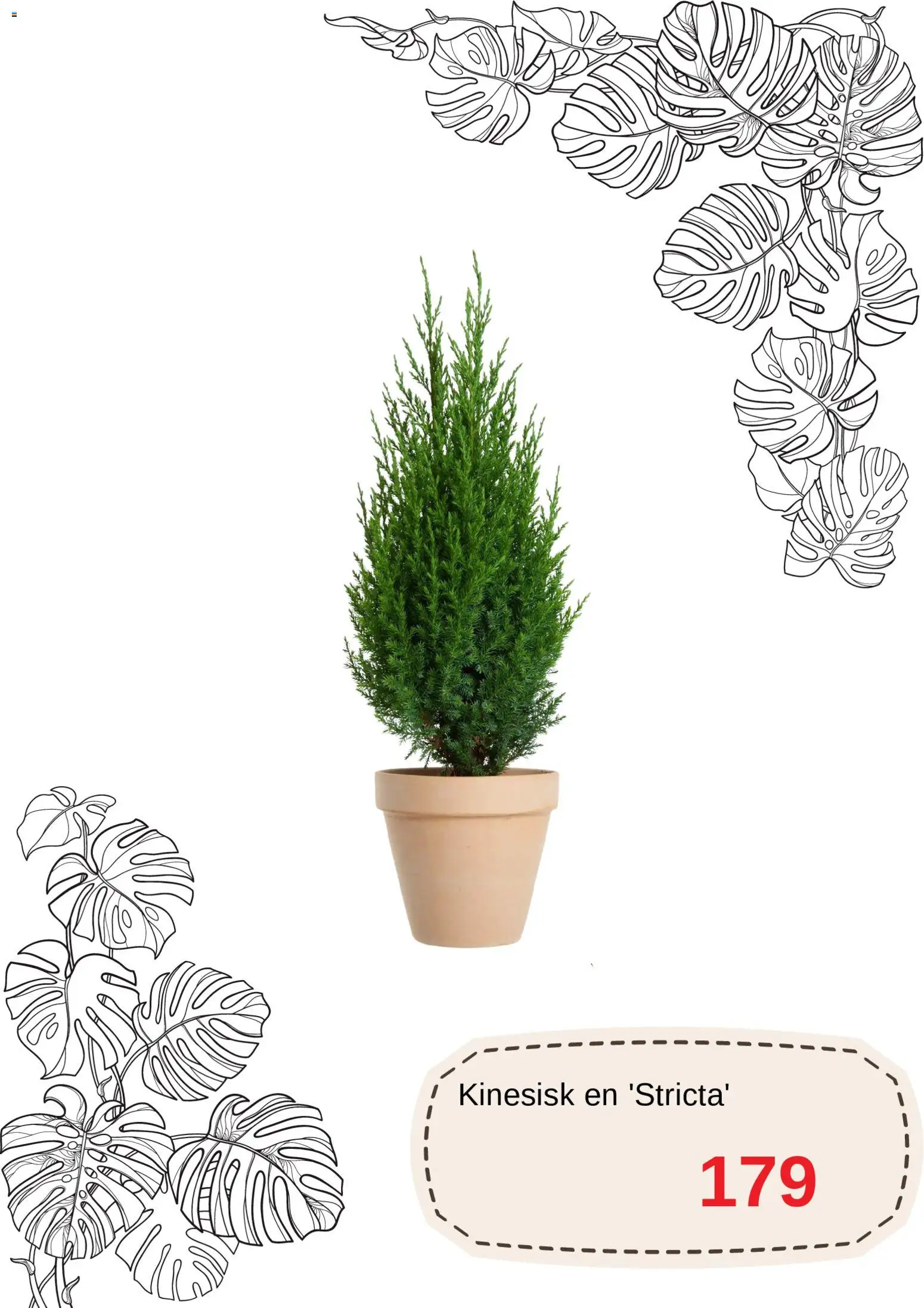 Blomsterlandet reklamblad aktuell från 01.12.2025 | Sida: 8