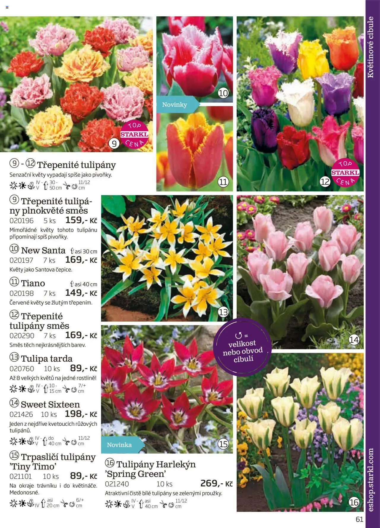 Starkl katalog podzim 2025 od 01.08.2025 | Strana: 61 | Produkty: Tulipány, Cibule