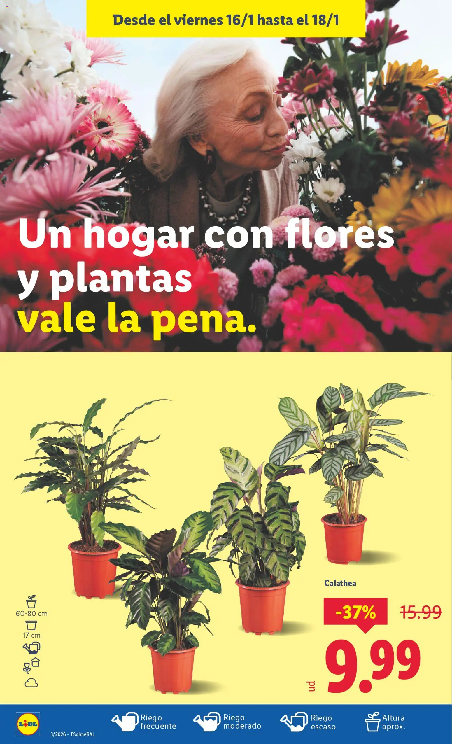 Lidl folleto │ válido desde el 12.01.2026 | Página: 30