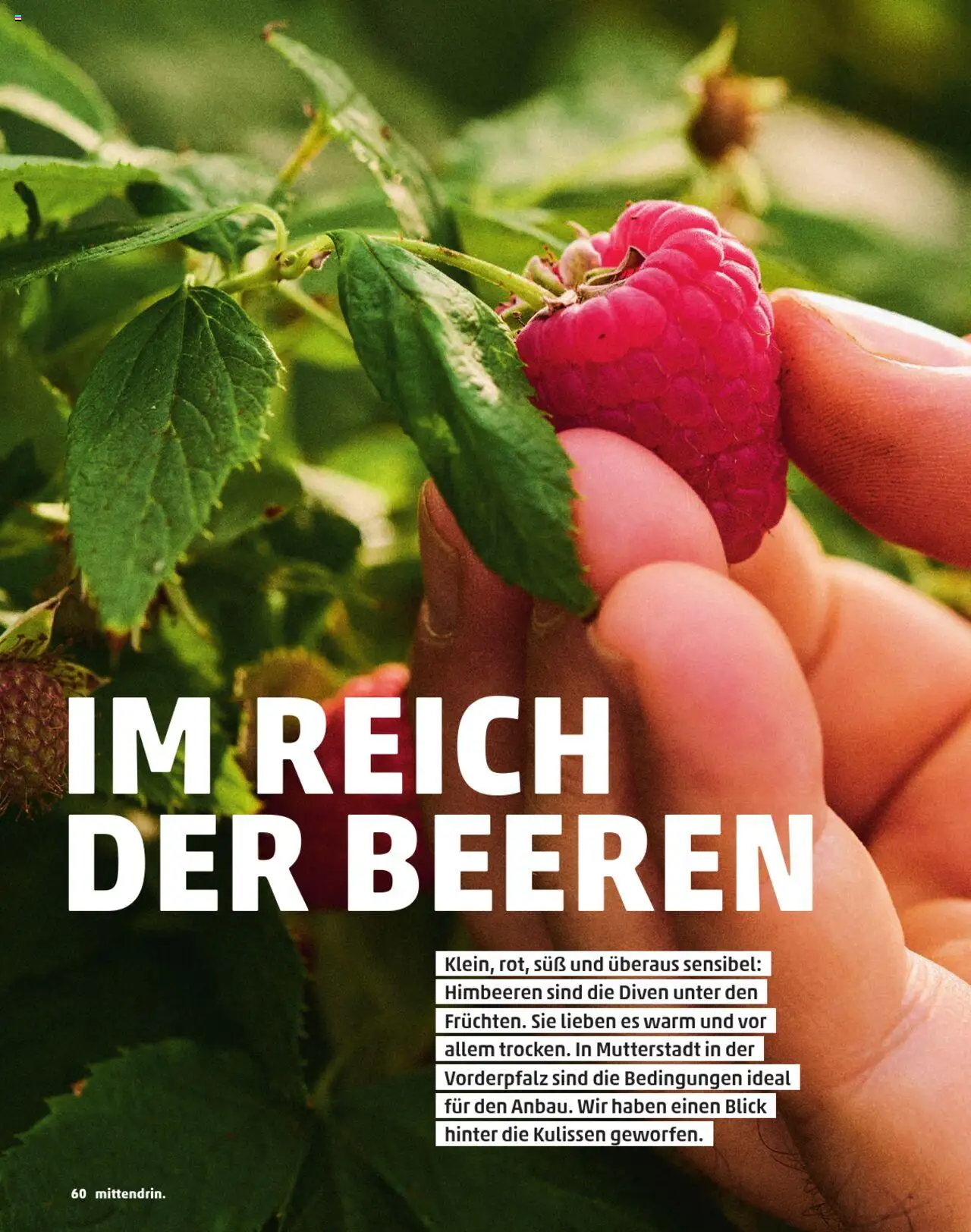 Penny  Kundenmagazin Sommer - gültig ab dem 13.06.2025 | Seite: 60 | Produkte: Himbeeren