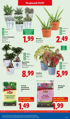 Volantino Lidl del 21.07.2025 | Pagina: 31 | Prodotti: Cactus, Terriccio, Aloe vera, Vaso