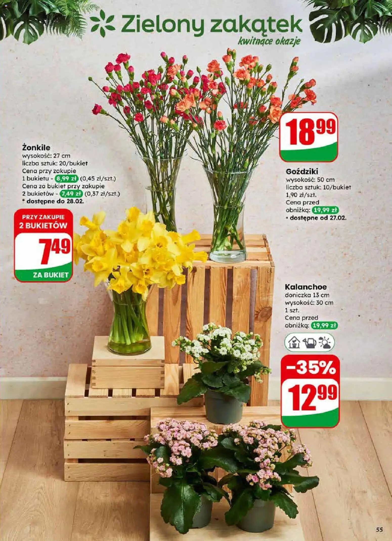 Dino Gazetka od 25.02.2026 | Strona: 55 | Produkty: Goździki, Doniczka, Kalanchoe