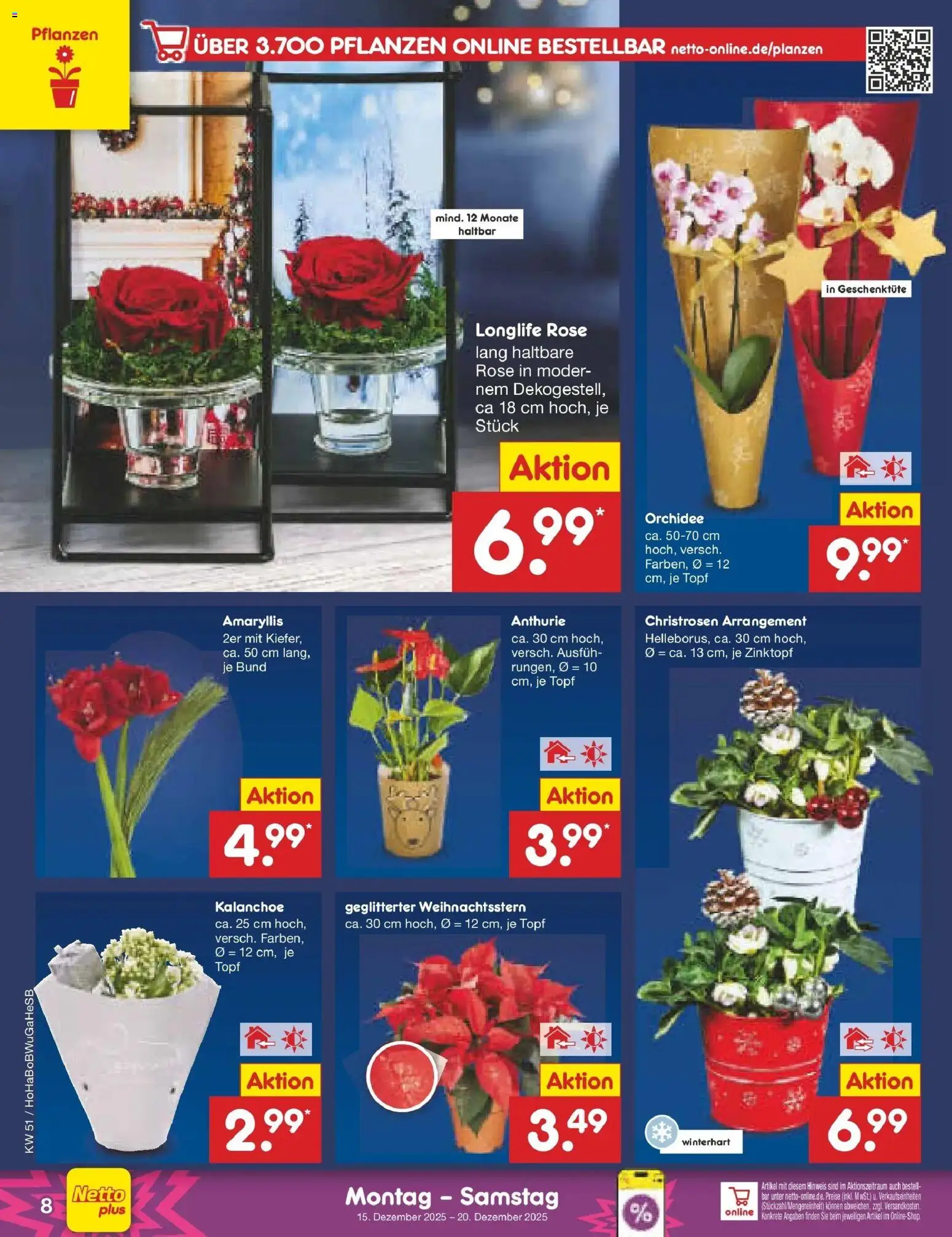 Netto Marken-Discount prospekt Stemwede-Dielingen	 – gültig ab 15.12.2025 | Seite: 8 | Produkte: Orchidee