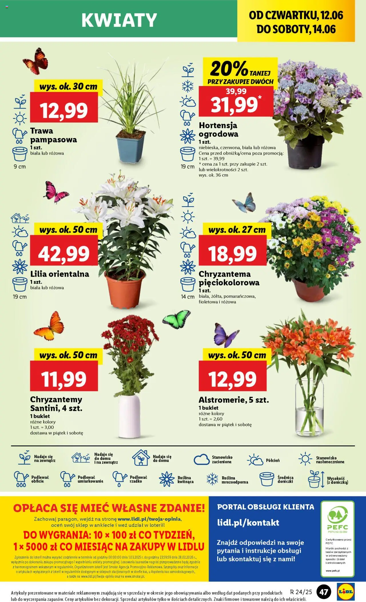 Lidl Gazetka od 12.06.2025 | Strona: 57 | Produkty: Chryzantemy, Doniczka, Doniczki, Trawa pampasowa