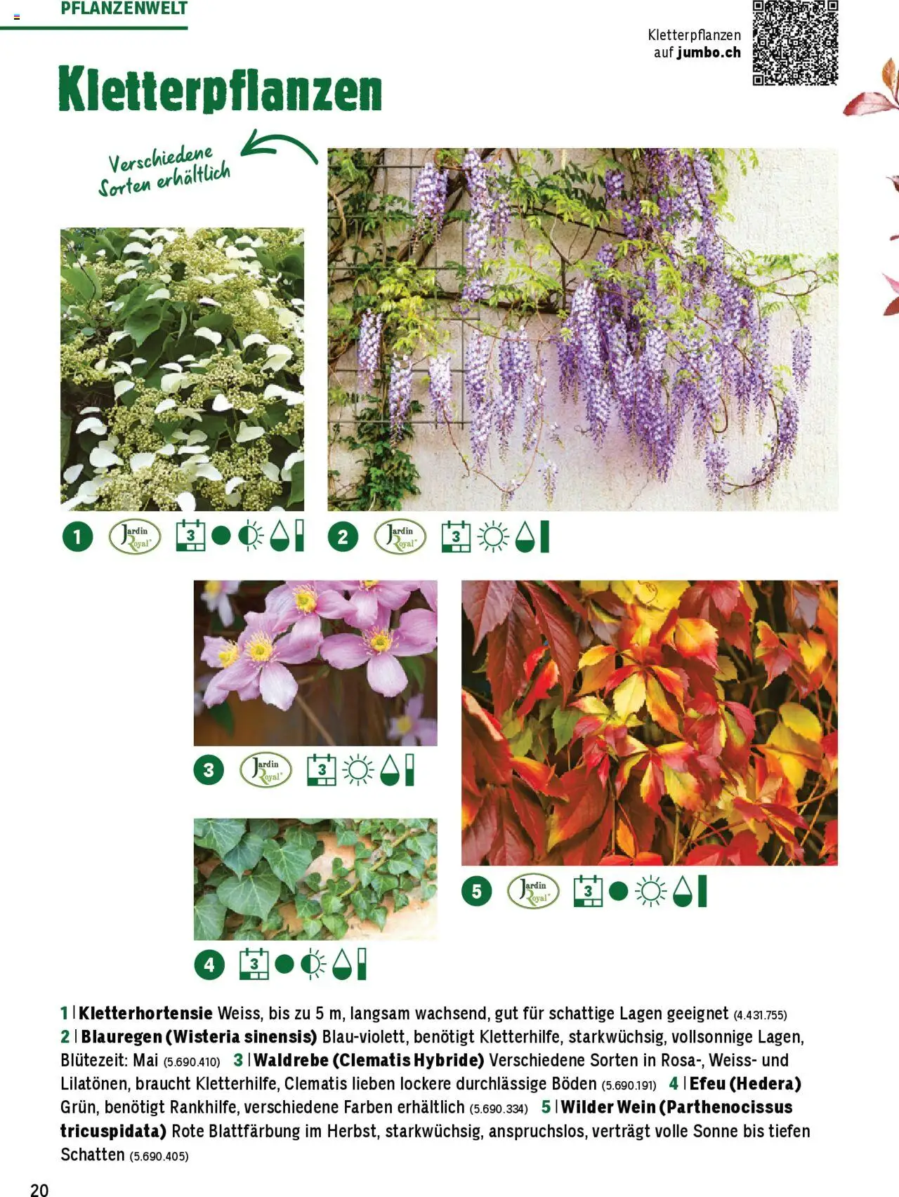 Jumbo Aktionen Dein Garten 2025 ab 21.02.2025 | Seite: 20 | Produkte: Wein