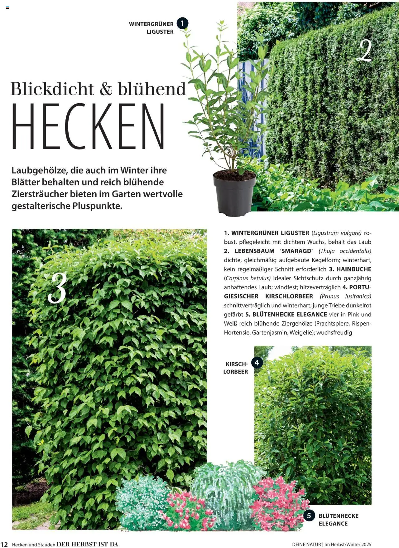 Dehner  Flugblatt gültig ab 10.10.2025 | Seite: 12