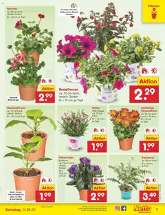 Netto Marken-Discount prospekt Mannheim	 - gültig ab dem 08.06.2025 | Seite: 8 | Produkte: Geranien, Paprika