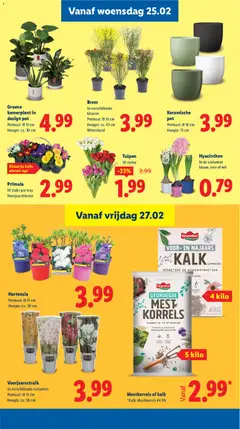 Tulpen, 10 stelen - Voorbeeld van een folder van Lidl, geldig van 23.02.2026 | Pagina: 17