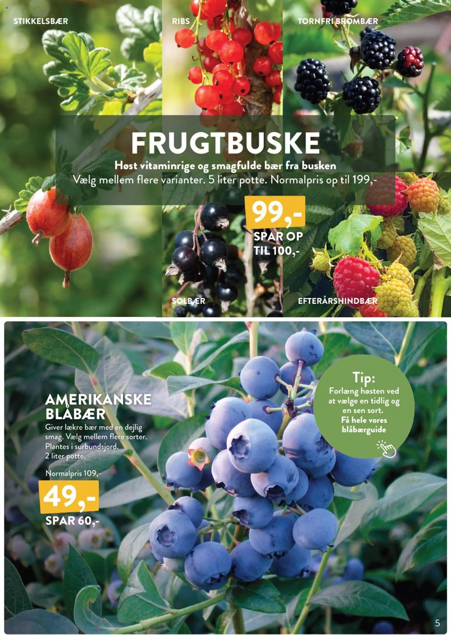 Plantorama tilbudsavis – gyldig fra 27.03.2026 | Side: 5 | Produkter: Blåbær, Ribs, Solbær, Stikkelsbær