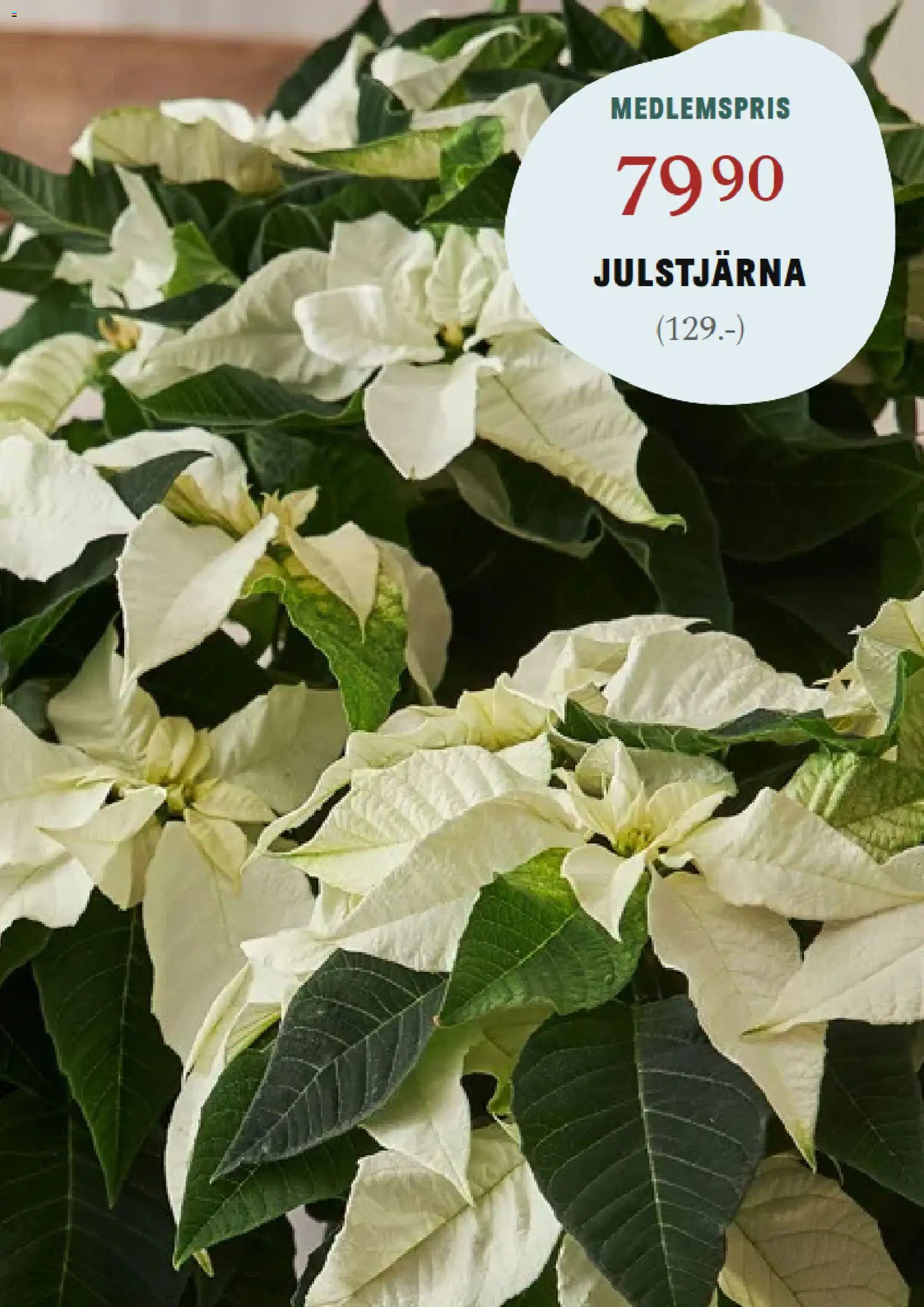 Blomsterlandet reklamblad aktuell från 24.11.2025 | Sida: 6