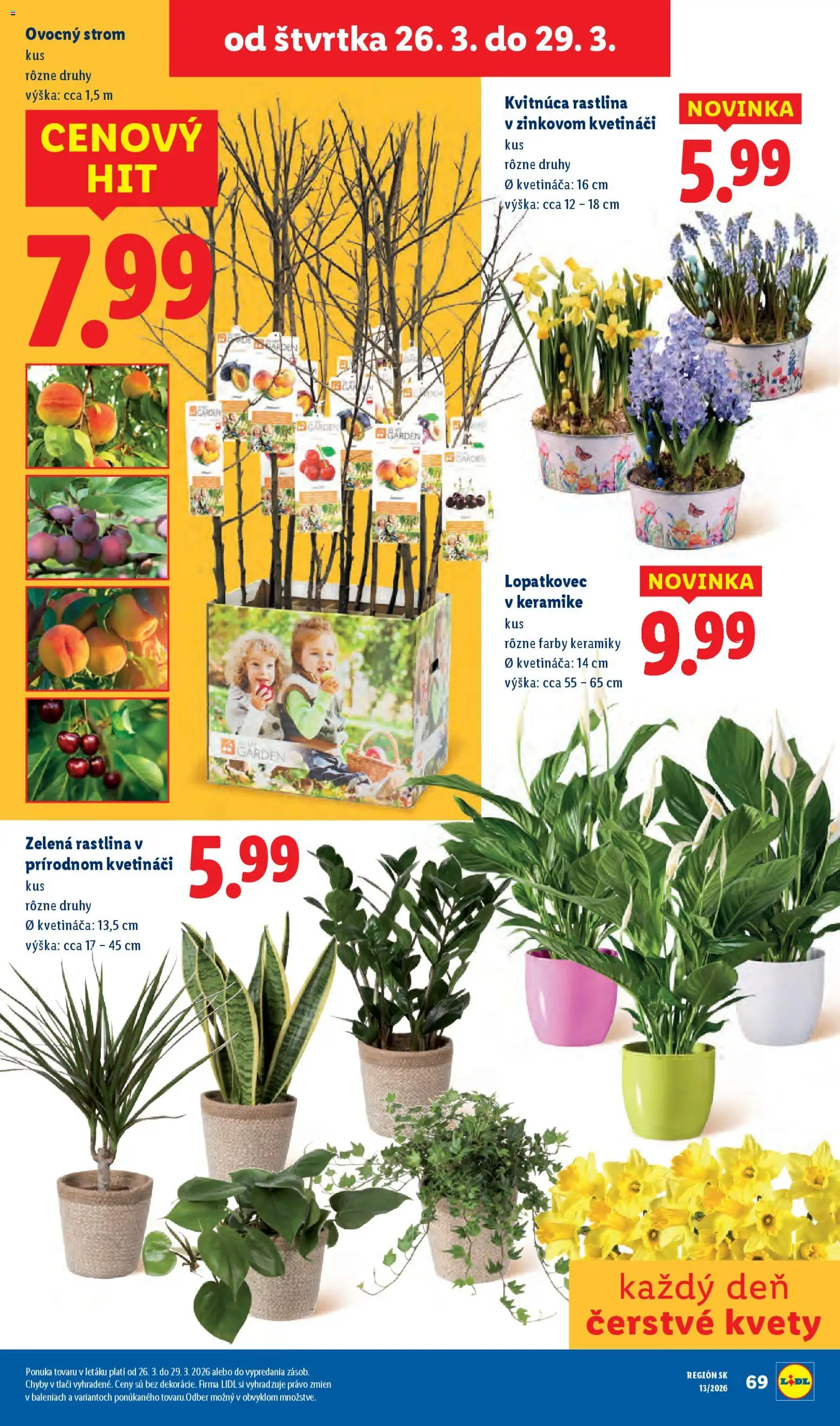 Nové Lidl akcie – leták je platný od 23.03.2026 | Strana: 80 | Produkty: Kvety