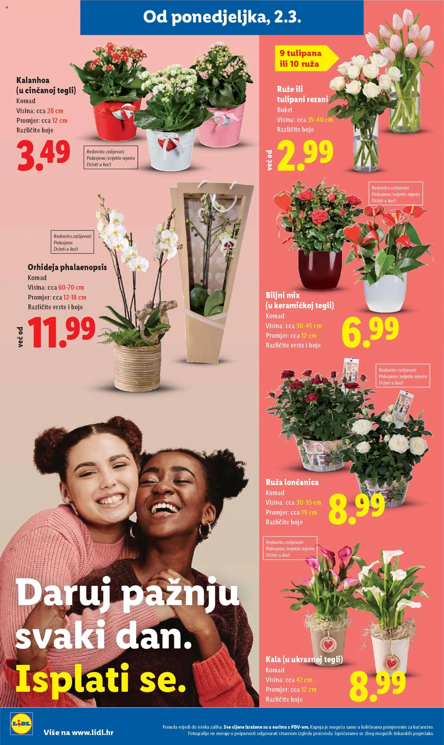 Lidl katalog | vrijedi od 02.03.2026 | Stranica: 48 | Proizvodi: Orhideja