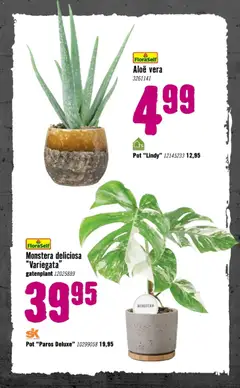 Hornbach - Folder - Voorbeeld van een folder van Hornbach, geldig van 05.01.2026 | Pagina: 71 | Producten: Pot
