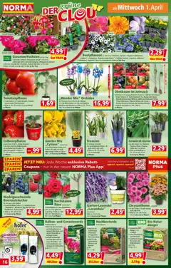 Norma Flugblatt ab 30.03.2026 gültig | Seite: 16 | Produkte: Pfirsich, Birne, Himbeere, Tomaten
