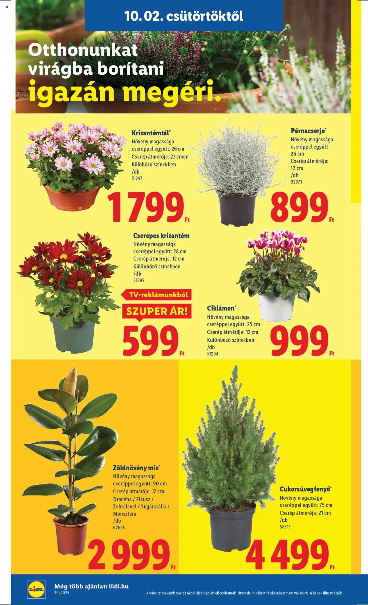 Lidl akciós ujság - amely érvényes a következő dátumtól: 02.10.2025 | Oldal: 26 | Termékek: Dracéna
