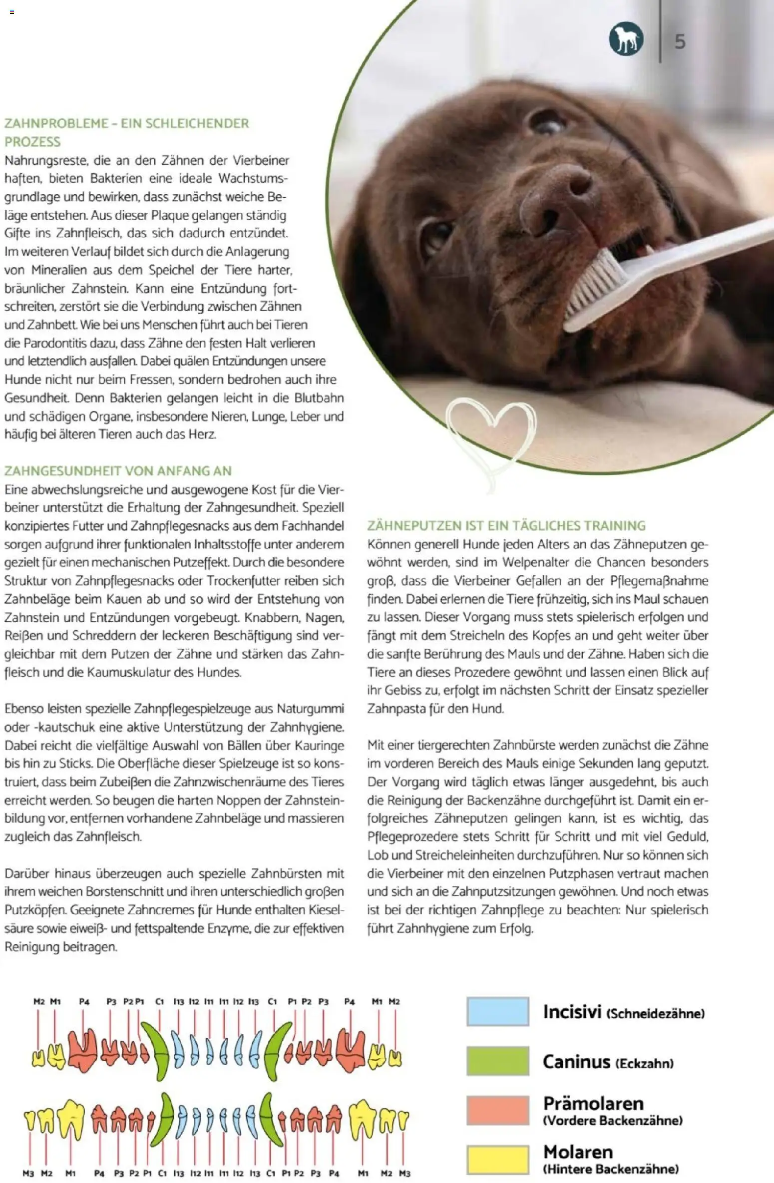 zookauf  Heimtier Journal – gültig ab 01.02.2026 | Seite: 5 | Produkte: Zahnpasta, Zahnbürste, Fleisch