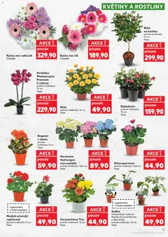 Náhled letáku Kytice mix velká 2A, 1 svazek od 29.04.2026 | Strana: 13