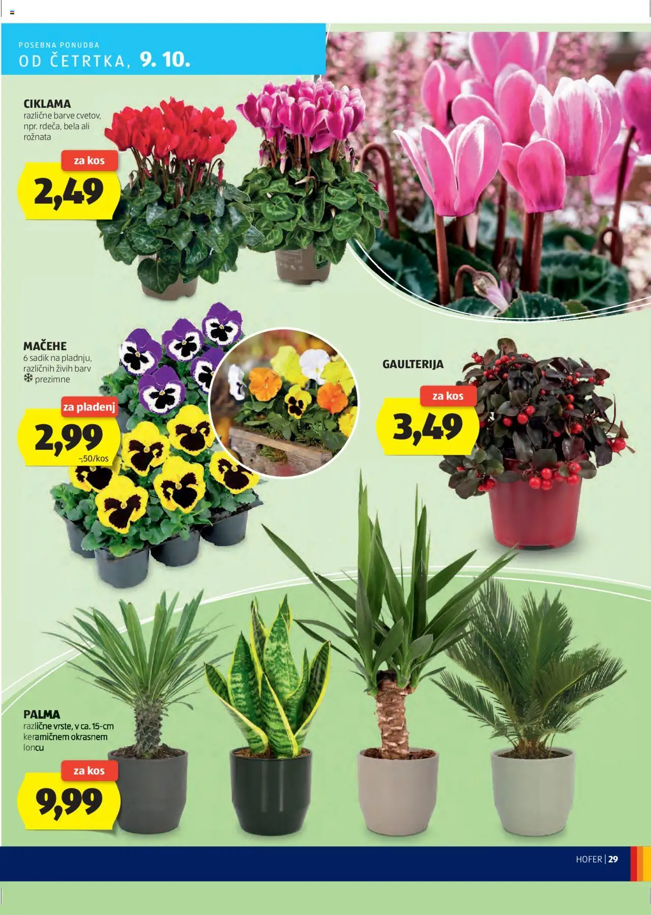Hofer SI katalog | vrijedi od 02.10.2025 | Stranica: 29