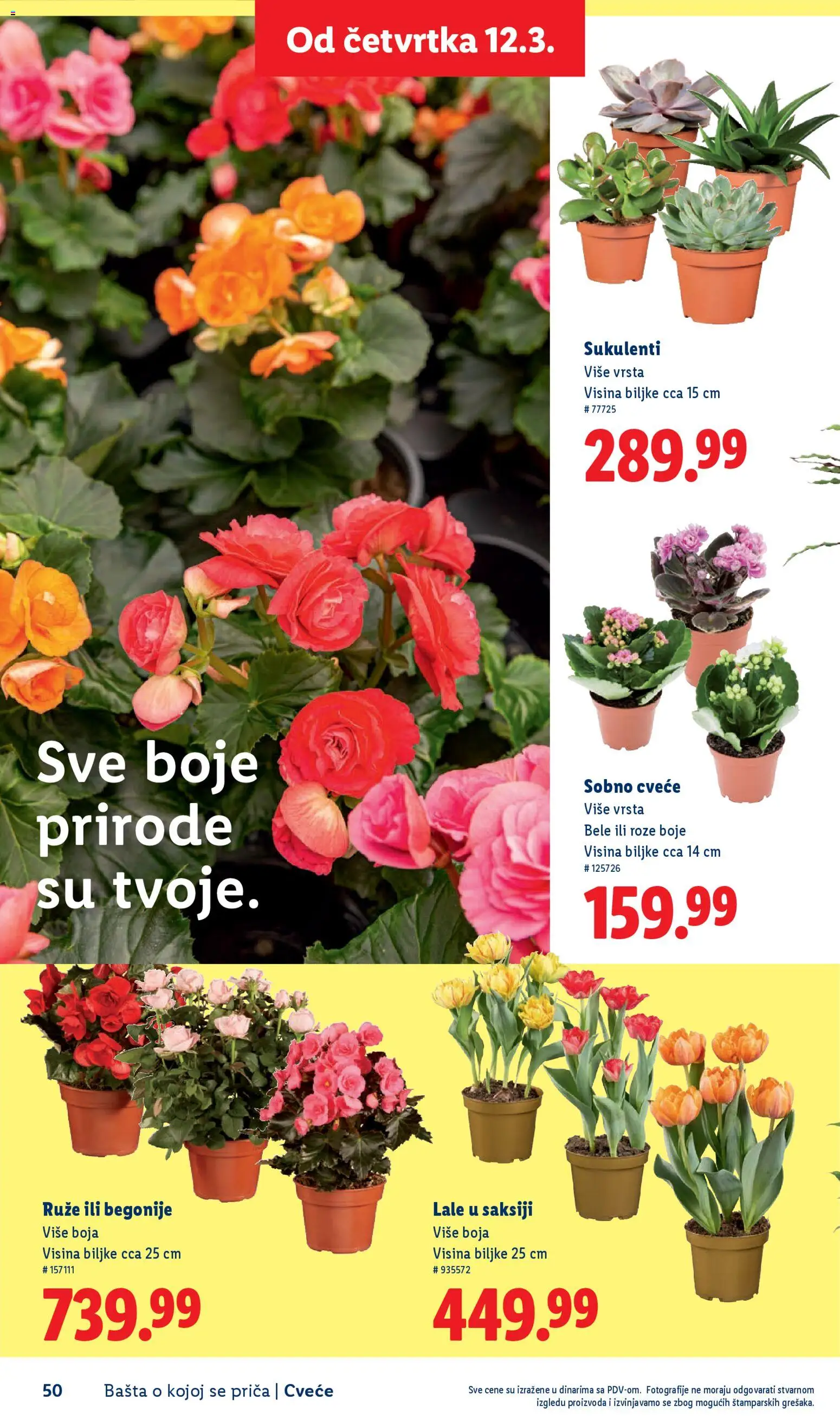 Lidl katalog - važi od 26.02.2026 | Strana: 50 | Proizvode: Lale, Ruze, Cvece