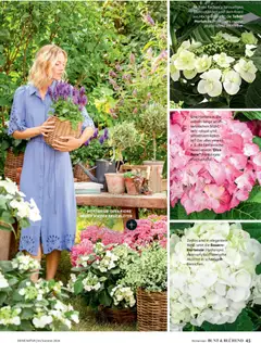 Dehner Prospekt 	 ab 17.04.2026 gültig | Seite: 45 | Produkte: Hortensie