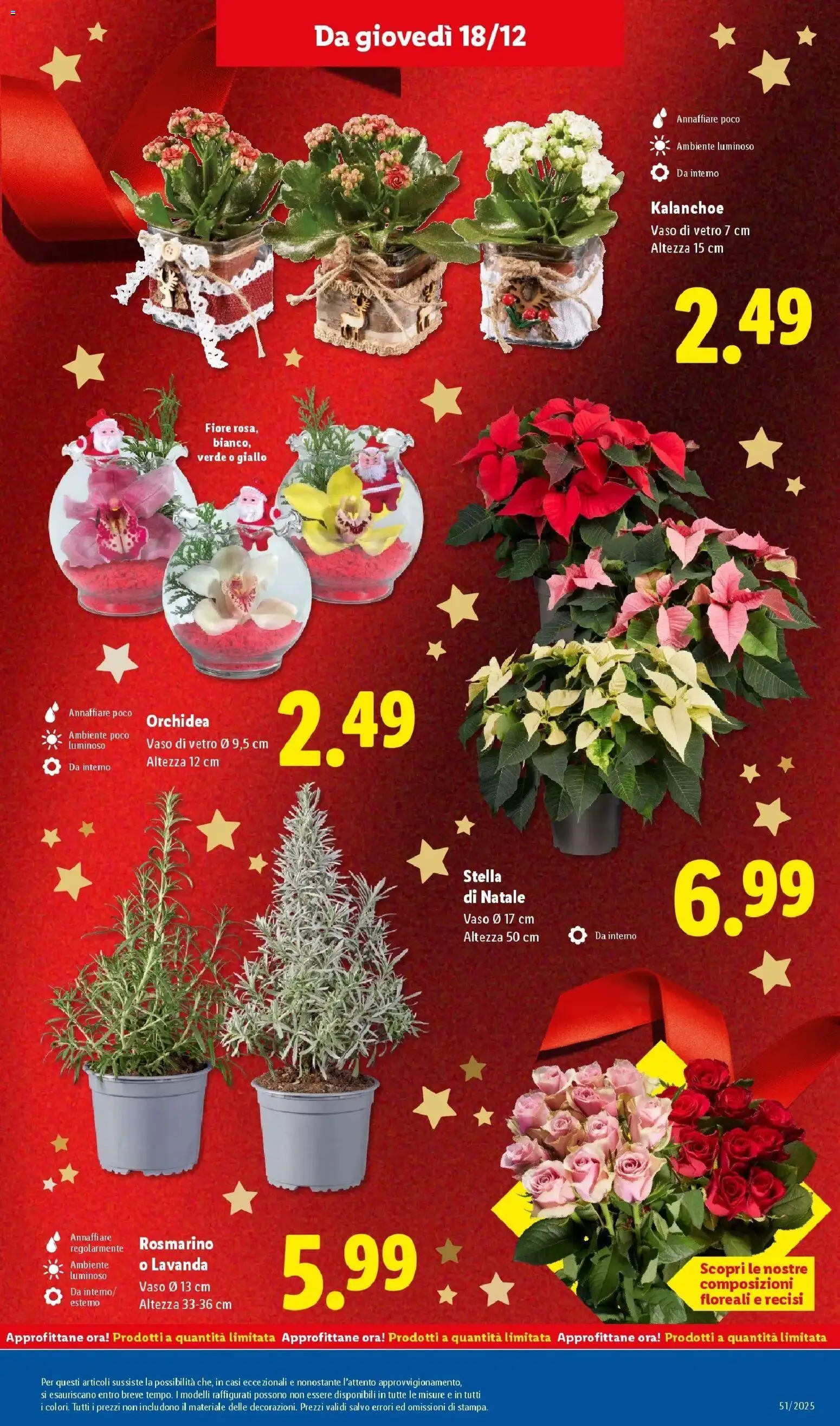 Volantino Lidl del 14.12.2025 | Pagina: 31 | Prodotti: Rosmarino, Lavanda, Orchidea, Vaso