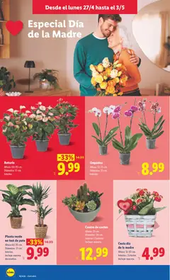 Vista previa Orquídea, Altura: 55-75 cm., Diámetro: 12 cm., Interior. válido desde el 27.04.2026 | Página: 44 | Productos: Cesta, Maceta