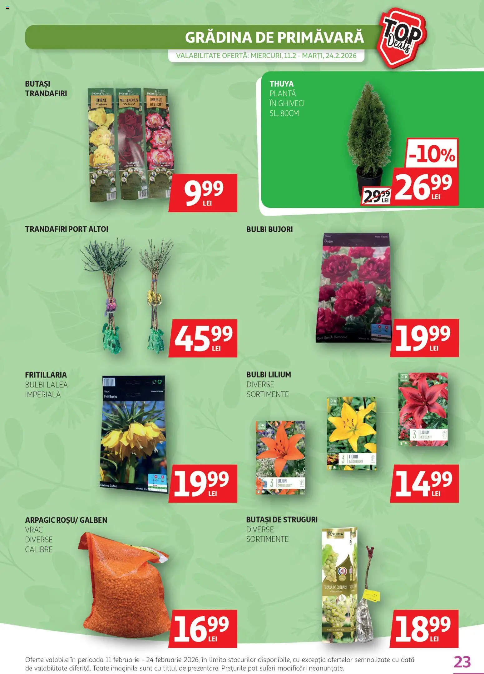 Noul catalog Auchan – valabil de la 11.02.2026 | Pagină: 23 | Produse: Struguri, Ghiveci