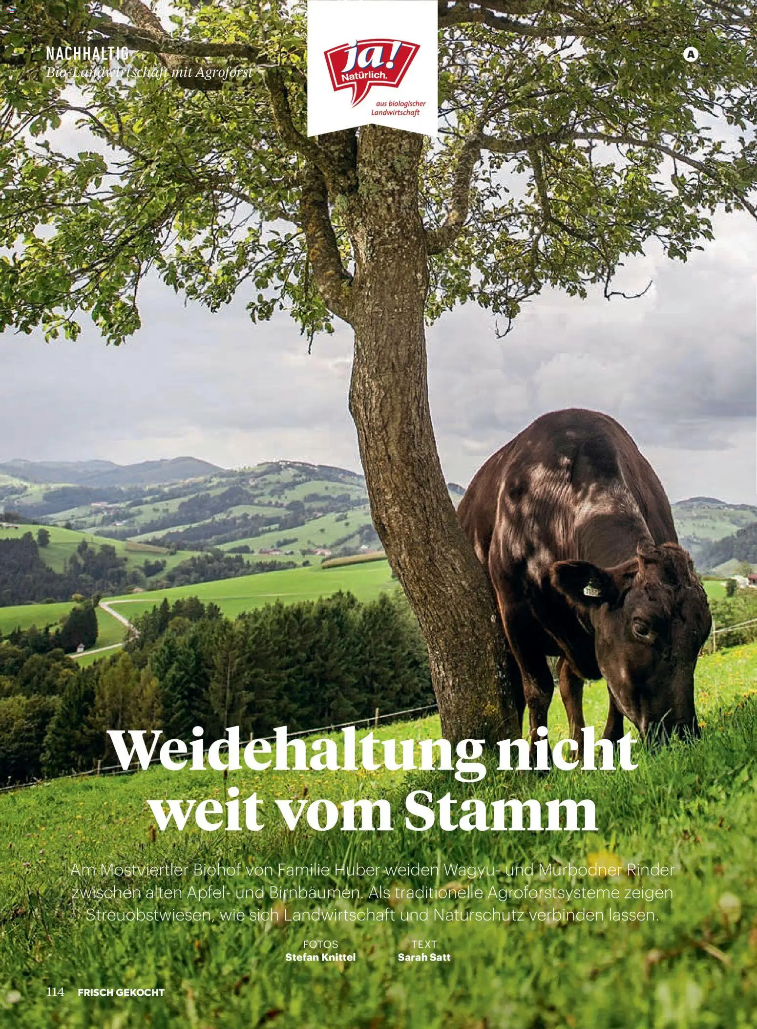 Billa AT akciós ujság - amely érvényes a következő dátumtól: 01.01.2026 | Oldal: 110