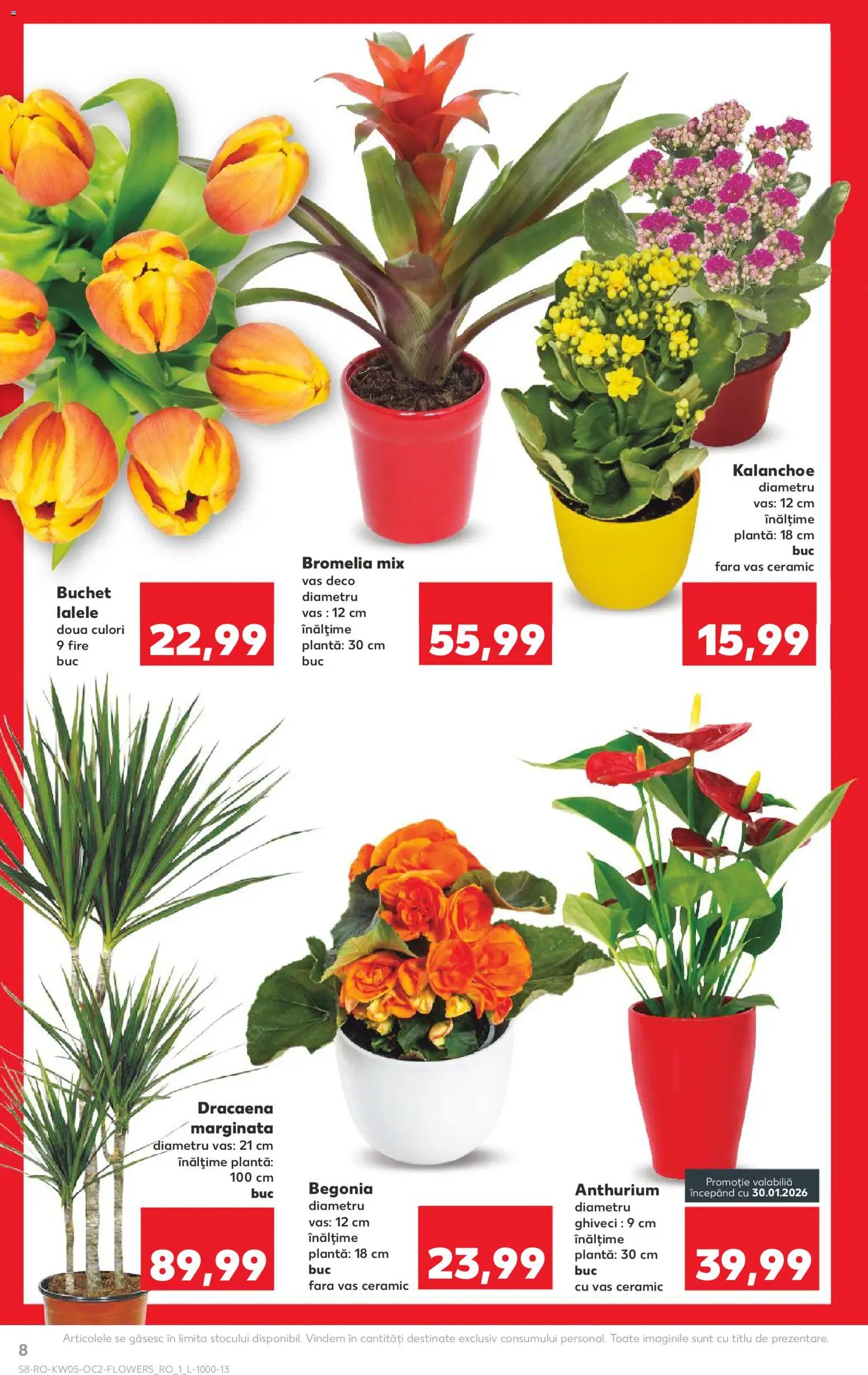 Noul catalog Kaufland – valabil de la 28.01.2026 | Pagină: 8 | Produse: Bromelia, Ghiveci
