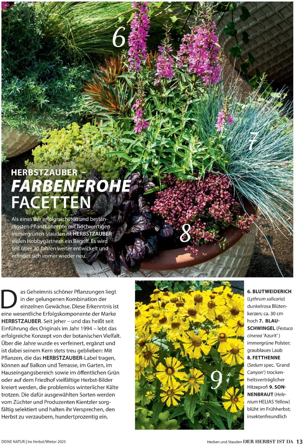 Dehner Prospekt Deine Natur – gültig ab 09.10.2025 | Seite: 13