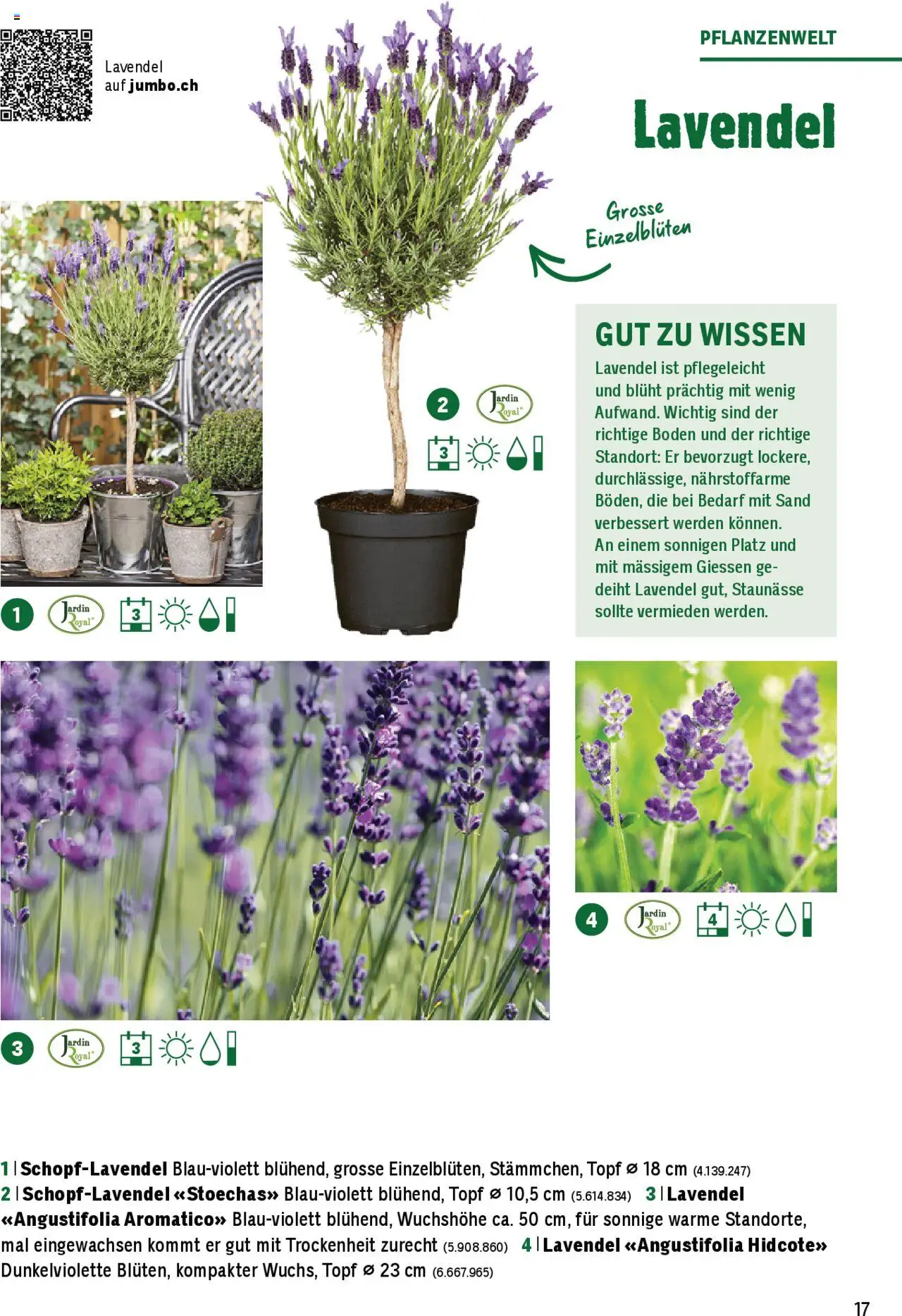 Jumbo Aktionen Dein Garten 2025 ab 21.02.2025 | Seite: 17