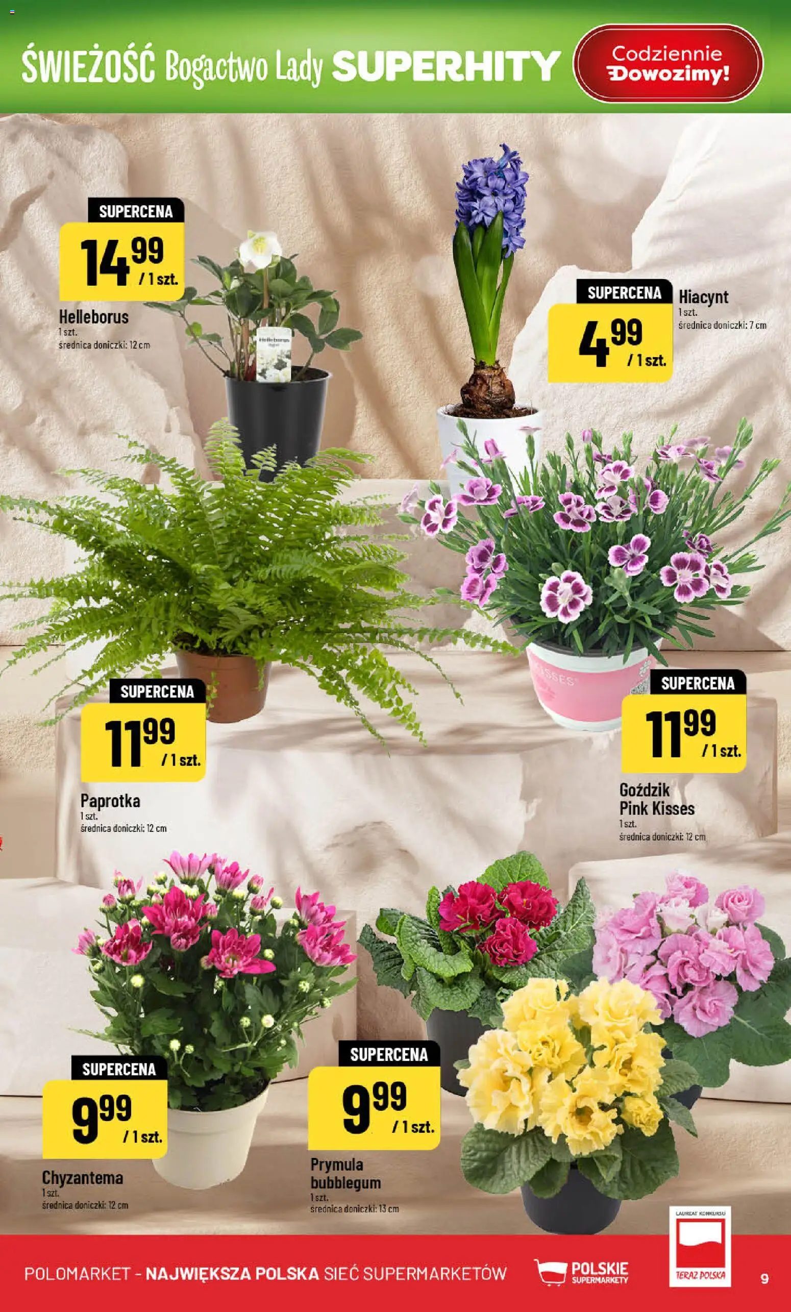 POLOmarket Gazetka od 18.02.2026 | Strona: 9 | Produkty: Goździk, Doniczki