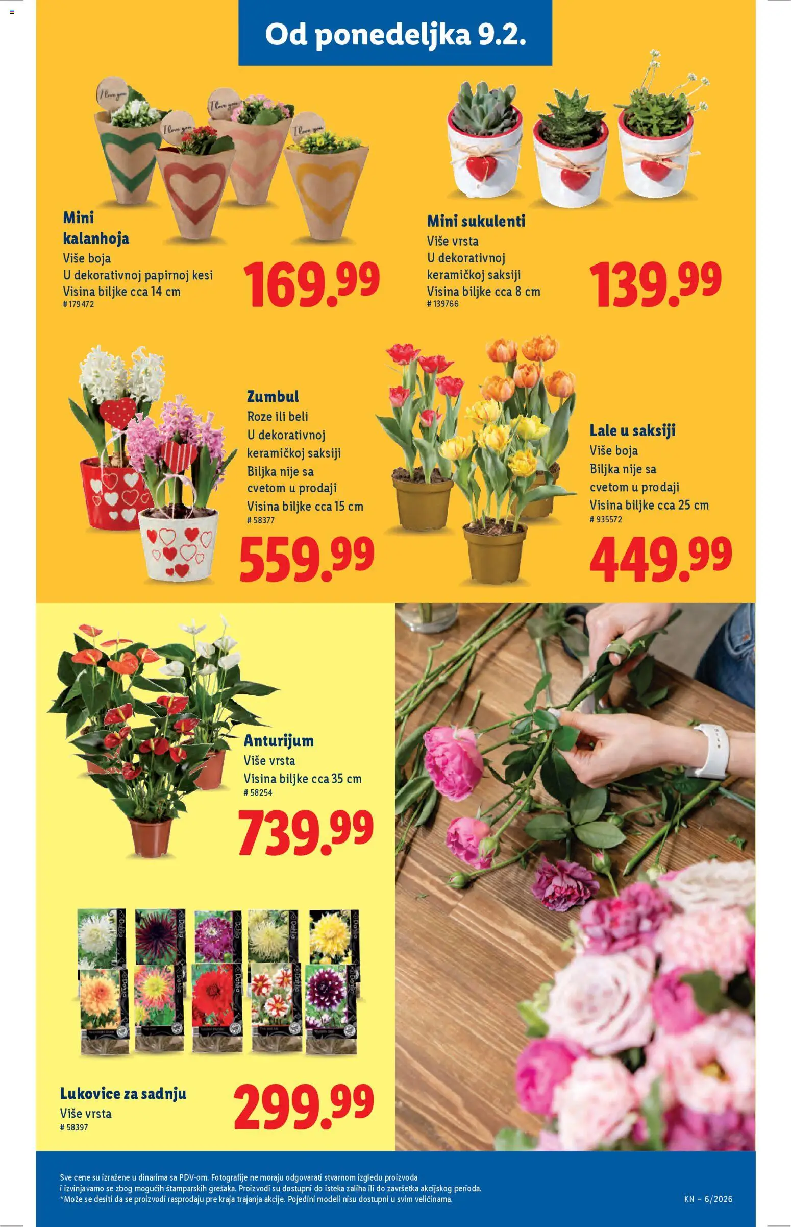 Lidl katalog - važi od 05.02.2026 | Strana: 55 | Proizvode: Kalanhoja, Lale