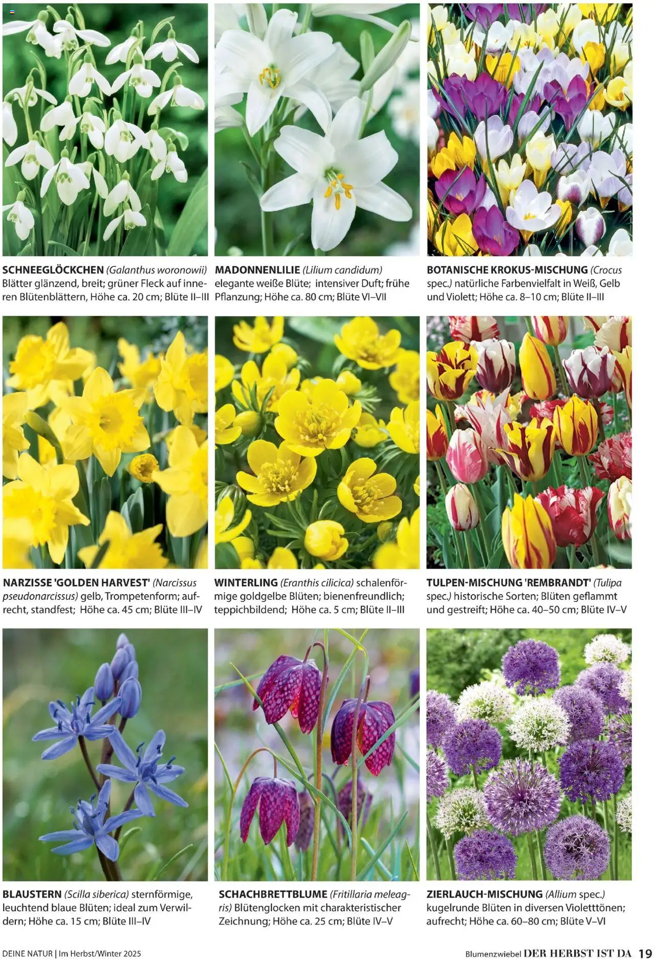 Dehner Prospekt Deine Natur – gültig ab 09.10.2025 | Seite: 19