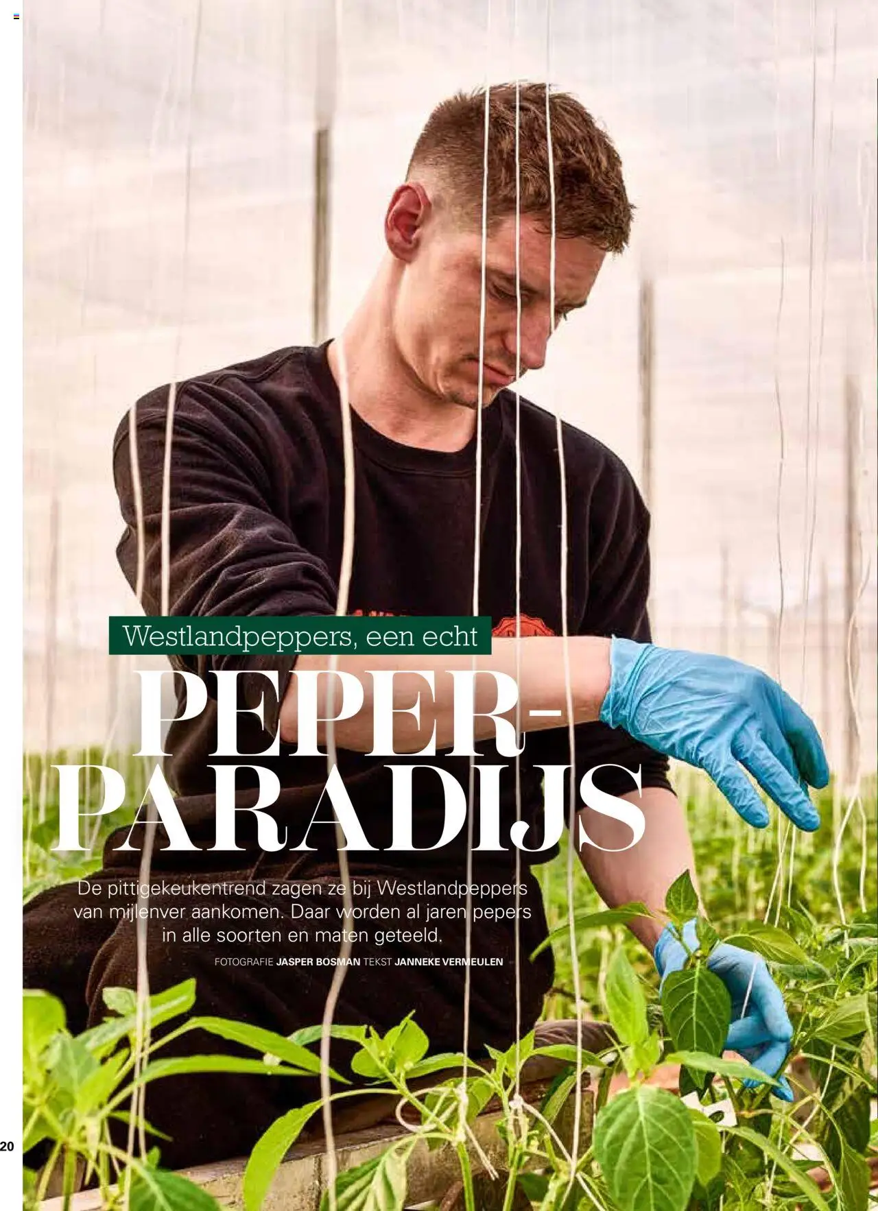  | Pagina: 20 | Producten: Peper, Pepers