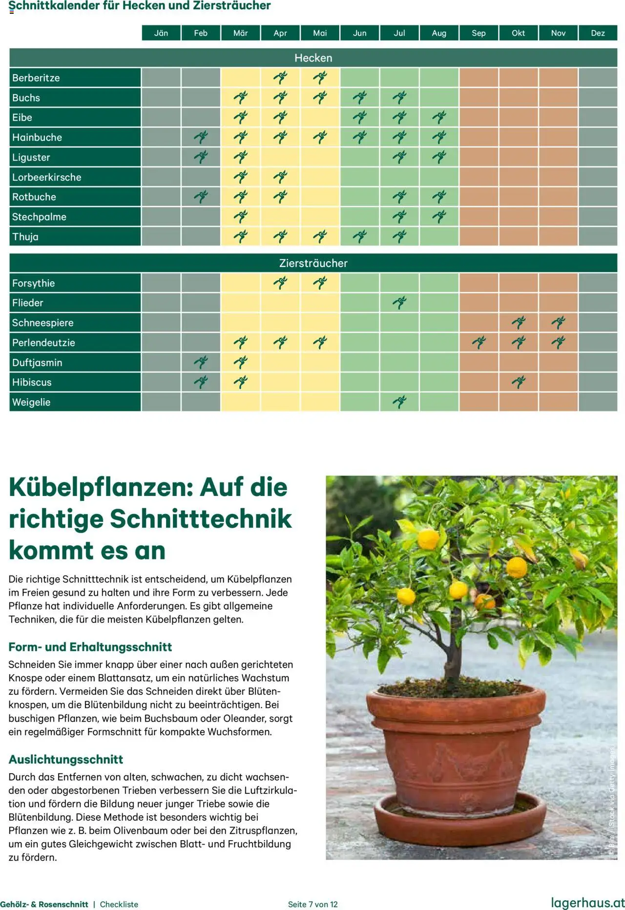 Lagerhaus Gehölzschnitt & Rosenschnitt gültig ab 20.10.2025 | Seite: 7