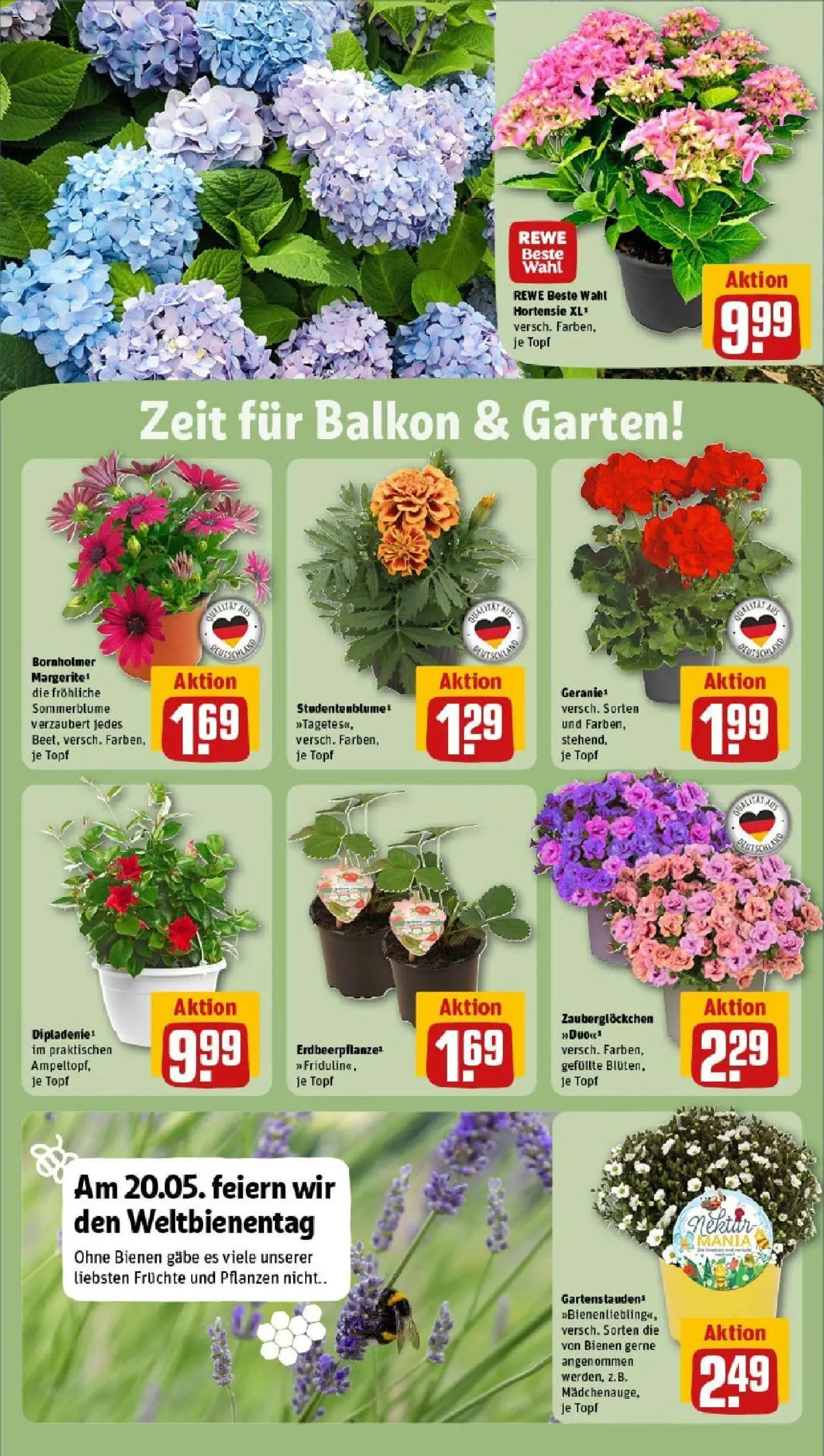 Rewe - Rewe: Wochenangebote - gültig ab dem 18.05.2025 | Seite: 32 | Produkte: Hortensie