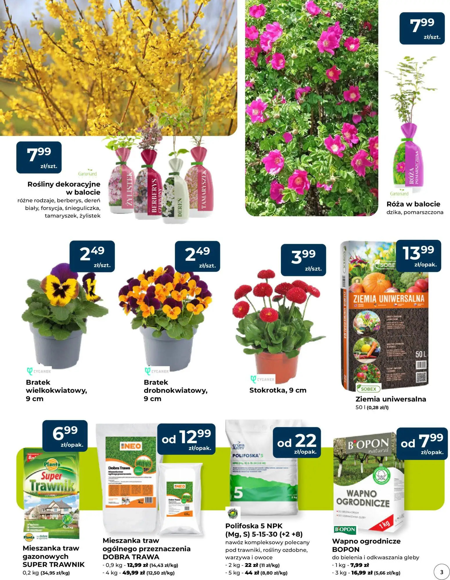 Mrówka gazetka - Elbląg od 12.03.2026 | Strona: 3 | Produkty: Ziemia uniwersalna, Rosliny, Warzywa, Owoce