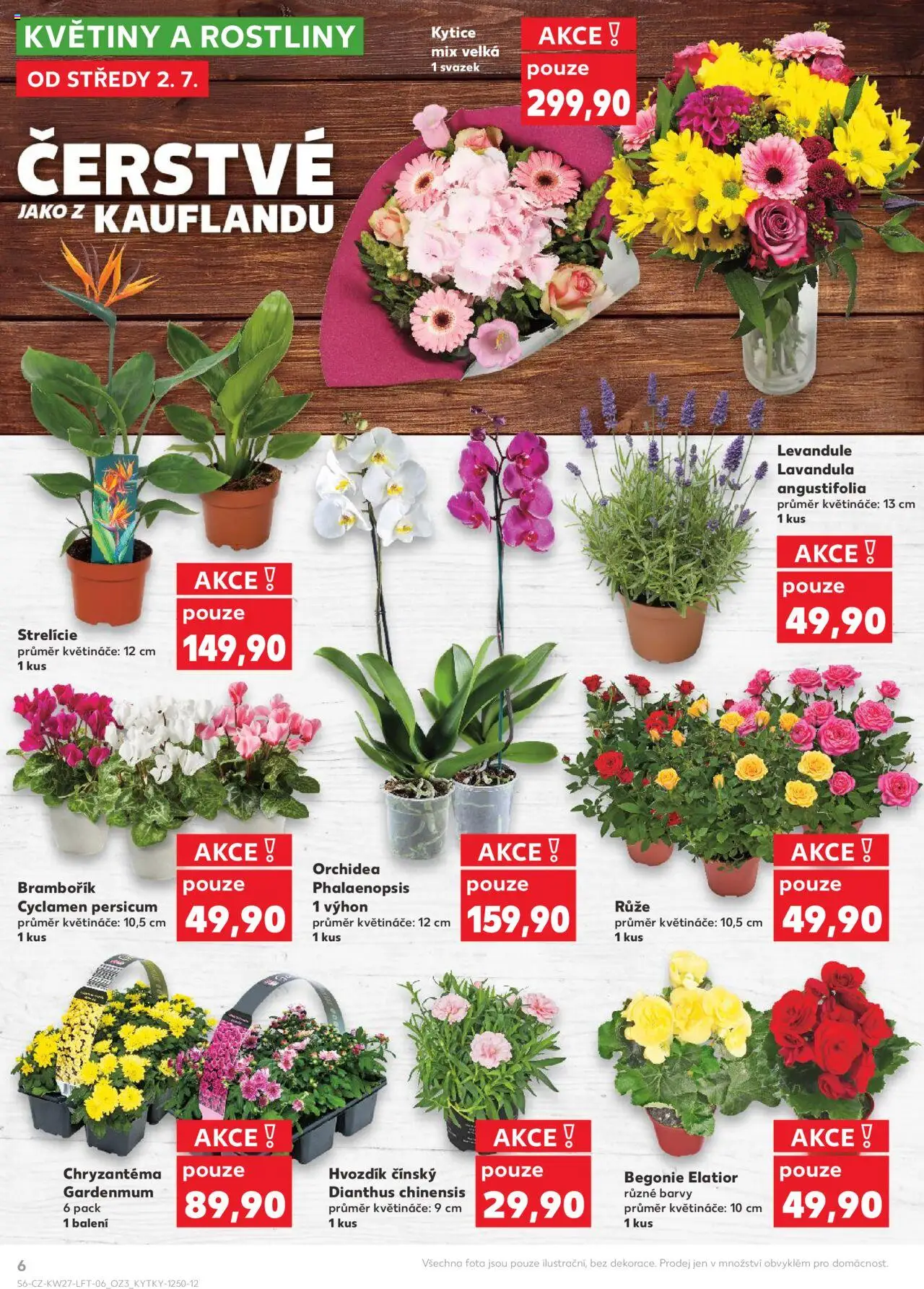 Kaufland leták od 02.07.2025 | Strana: 6 | Produkty: Květináče, Rostliny, Květiny, Barvy