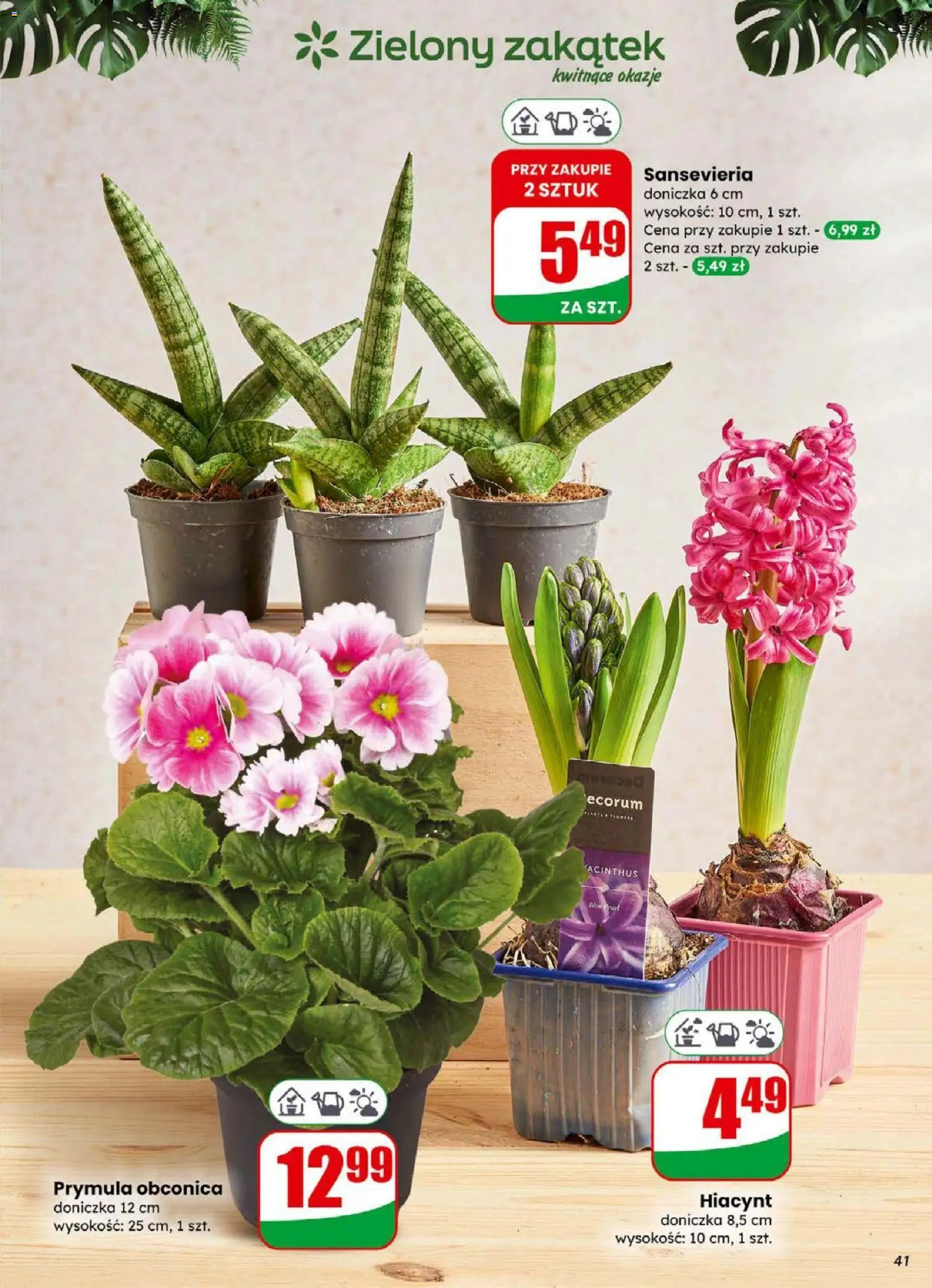 Dino Gazetka od 31.12.2025 | Strona: 41 | Produkty: Doniczka