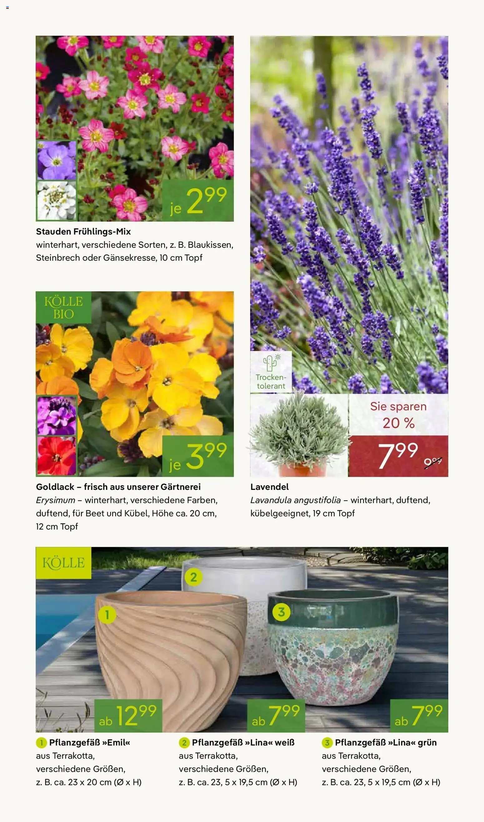 Pflanzen-Kölle - Pflanzen-Kölle: Weltfrauentag – gültig ab 02.03.2026 | Seite: 7 | Produkte: Lavendel
