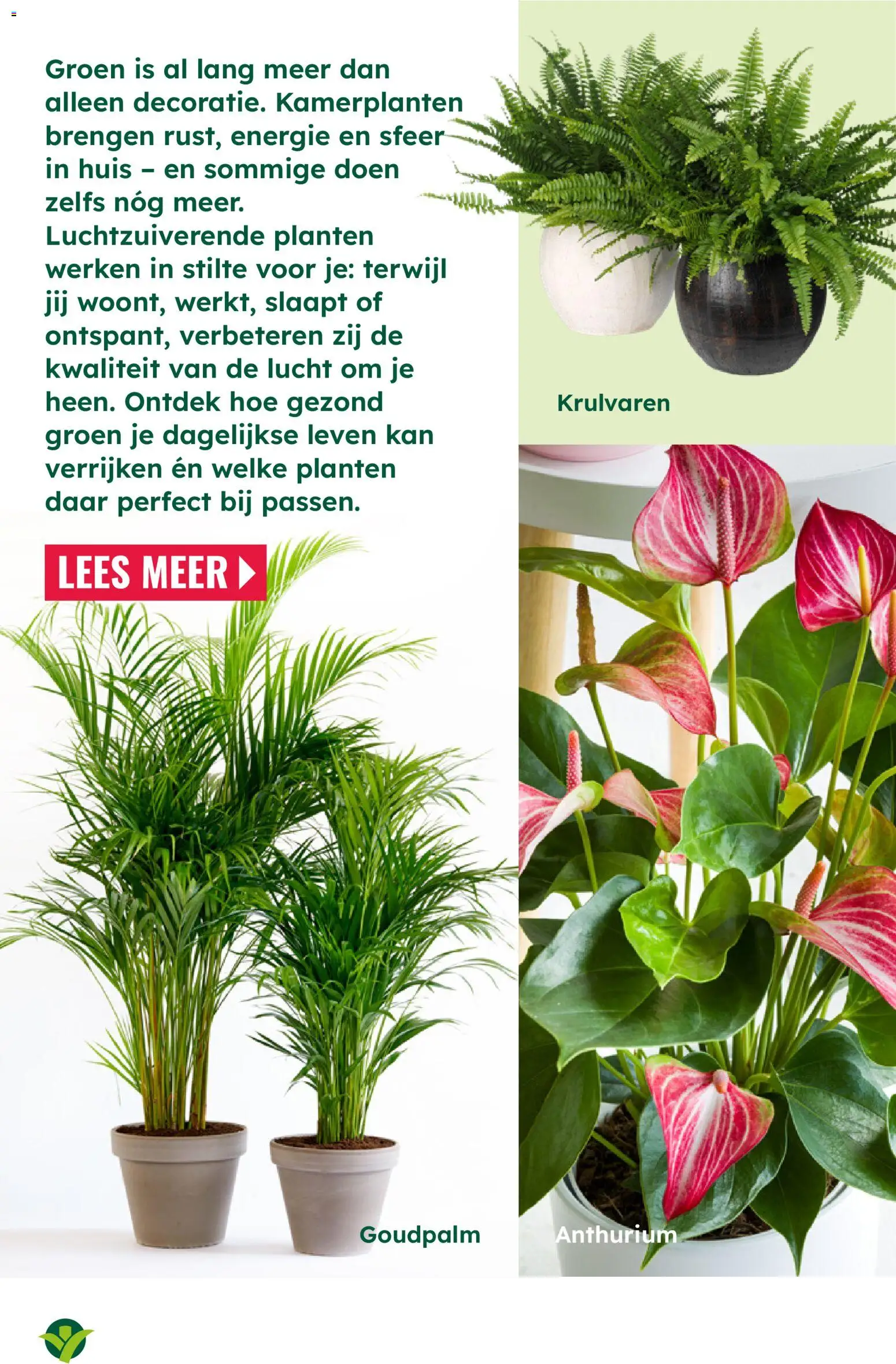 {H1} | Pagina: 7 | Producten: Kan, Kamerplanten