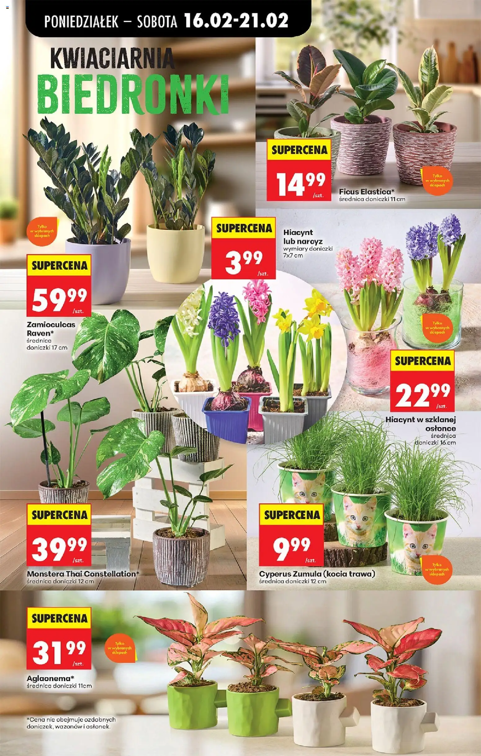 Biedronka Polsko leták od 16.02.2026 | Strana: 28 | Produkty: Monstera
