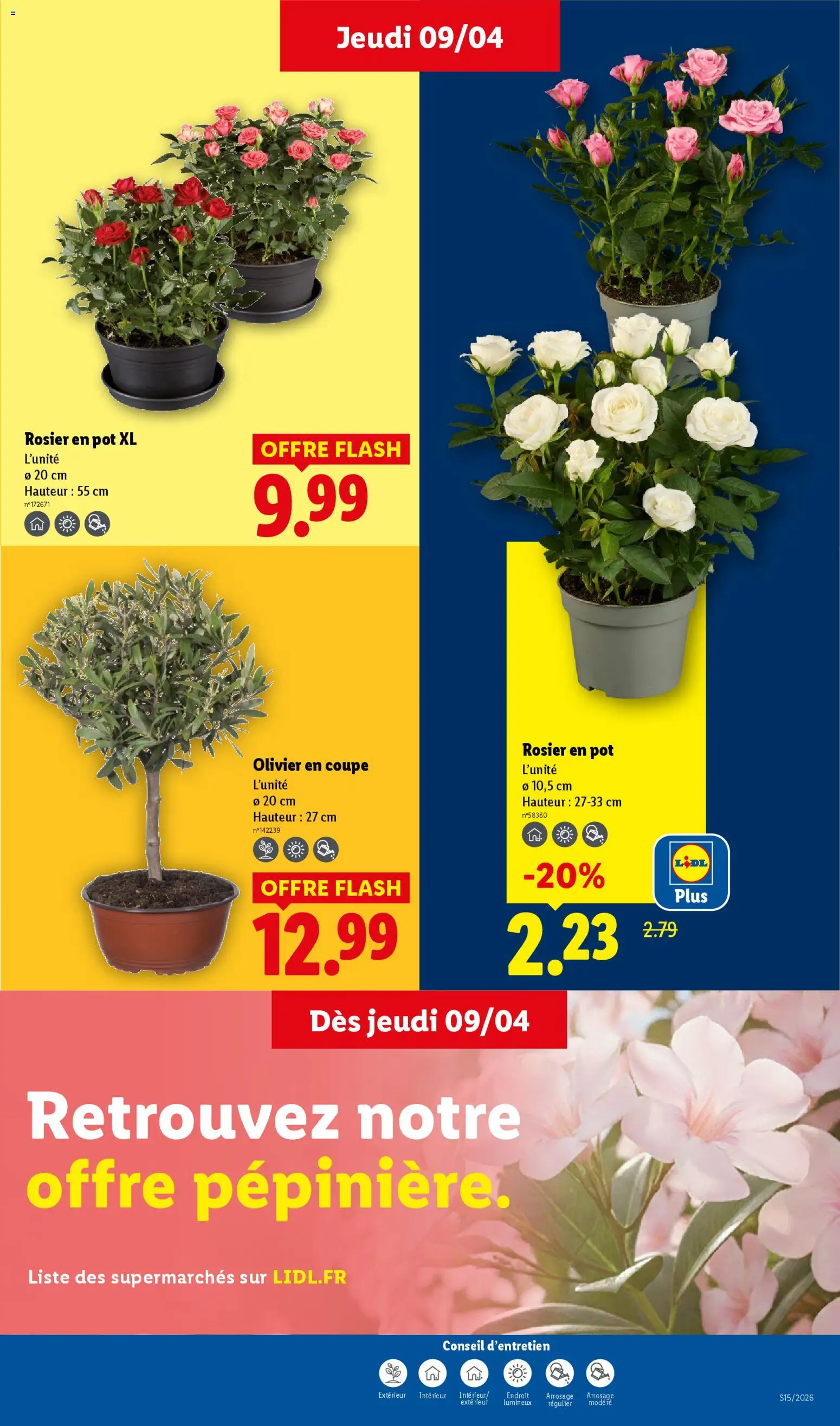 {H1} | Page: 27 | Produits: Rosier, Rosier en pot, Olivier