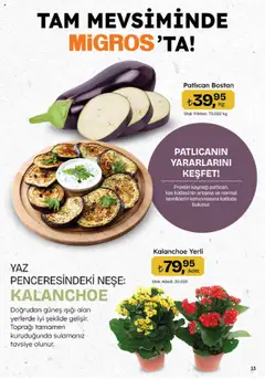 Migros Katalog - Migroskop - 24.07.2025 tarihinden itibaren geçerlidir | Sayfa: 13 | Ürünler: Patlıcan