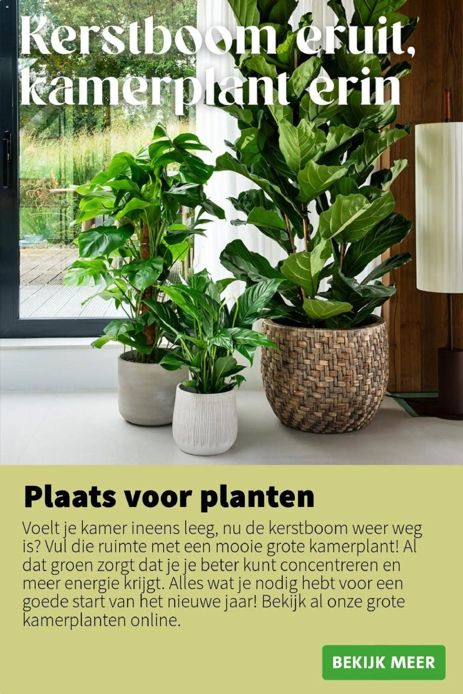 {H1} | Pagina: 6 | Producten: Kamerplanten